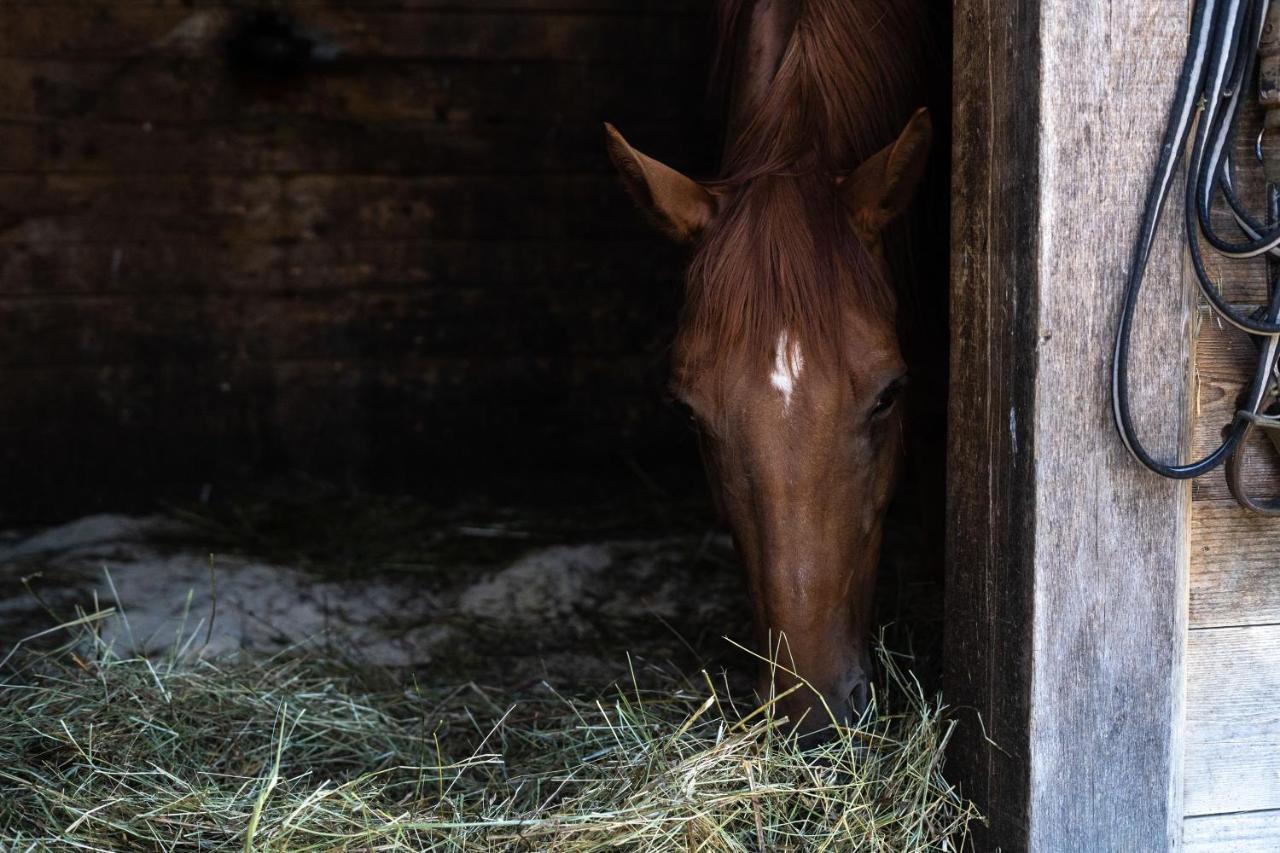 Horse Farm Holiday Pr' Kolenc Zgornje Gorje Zewnętrze zdjęcie