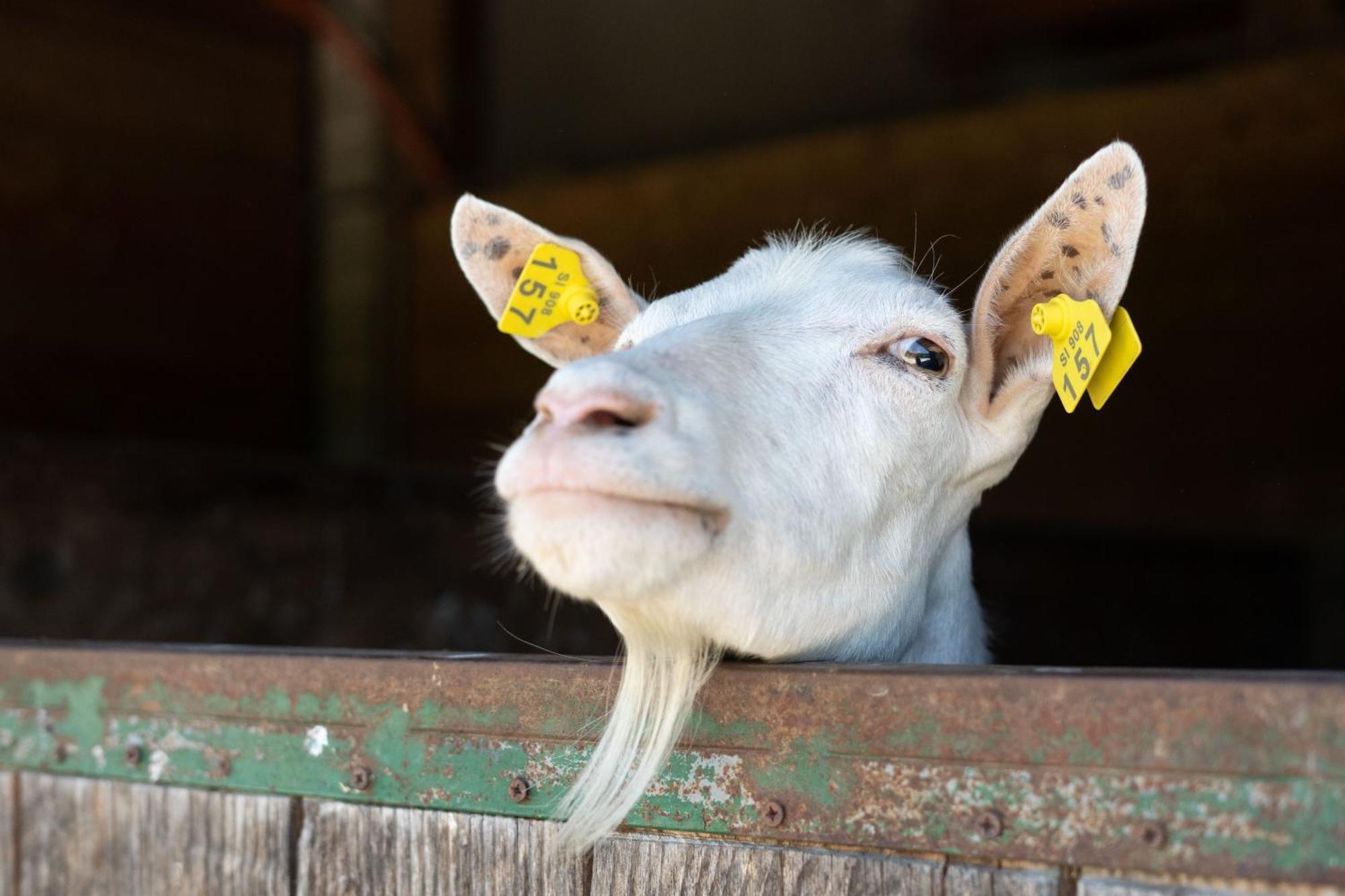 Horse Farm Holiday Pr' Kolenc Zgornje Gorje Zewnętrze zdjęcie