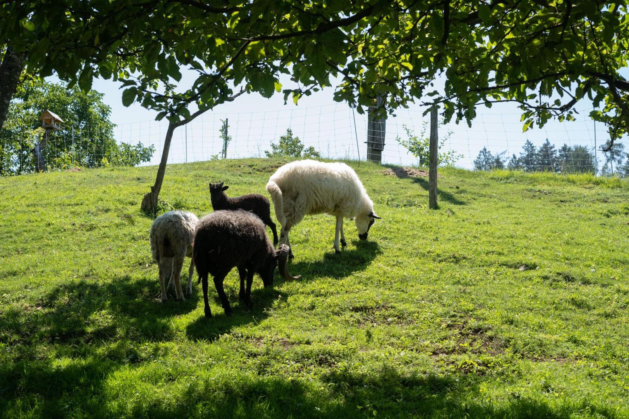 Horse Farm Holiday Pr' Kolenc Zgornje Gorje Zewnętrze zdjęcie